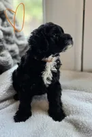 Bevo F1b, a male Pomapoo and Poodle - Toy  for sale in Cedar Park, TX – 2 of 4