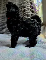 Violet F1b, a female Pomapoo and Poodle - Toy  for sale in Cedar Park, TX – 4 of 4