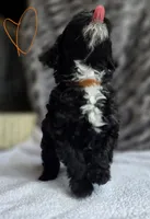 Bevo F1b, a male Pomapoo and Poodle - Toy  for sale in Cedar Park, TX – 4 of 4