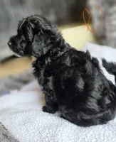 Bevo F1b, a male Pomapoo and Poodle - Toy  for sale in Cedar Park, TX – 3 of 4