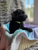 Sunny F1b, a female Pomapoo and Poodle - Toy  for sale in Cedar Park, TX – 2 of 4