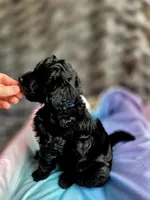 Bluey F1b, a male Pomapoo and Poodle - Toy  for sale in Cedar Park, TX – 4 of 4
