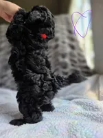 Violet F1b, a female Pomapoo and Poodle - Toy  for sale in Cedar Park, TX – 3 of 4