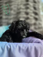 League F1b, a male Pomapoo and Poodle - Toy  for sale in Cedar Park, TX – 1 of 4