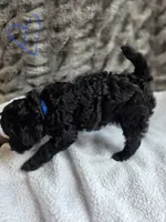 Bluey F1b, a male Pomapoo and Poodle - Toy  for sale in Cedar Park, TX – 3 of 4