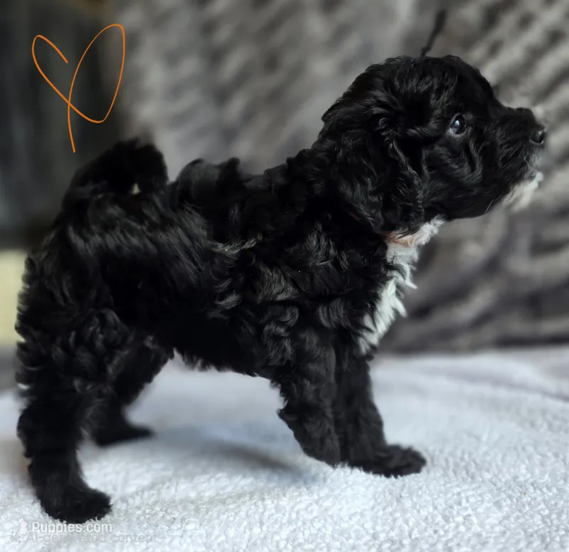 Bevo F1b – Pomapoo, Poodle - Toy  puppy for sale in Cedar Park, TX