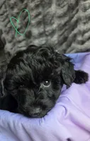 League F1b, a male Pomapoo and Poodle - Toy  for sale in Cedar Park, TX – 2 of 4