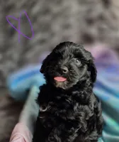 Violet F1b, a female Pomapoo and Poodle - Toy  for sale in Cedar Park, TX – 2 of 4
