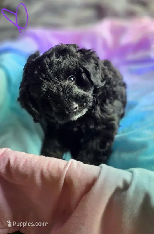 Violet F1b – Pomapoo, Poodle - Toy  puppy for sale in Cedar Park, TX