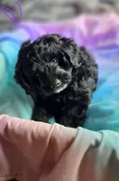 Violet F1b, a female Pomapoo and Poodle - Toy  for sale in Cedar Park, TX – 1 of 4
