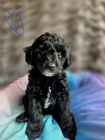 Bluey F1b, a male Pomapoo and Poodle - Toy  for sale in Cedar Park, TX – 2 of 4