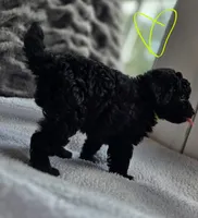 Sunny F1b, a female Pomapoo and Poodle - Toy  for sale in Cedar Park, TX – 3 of 4