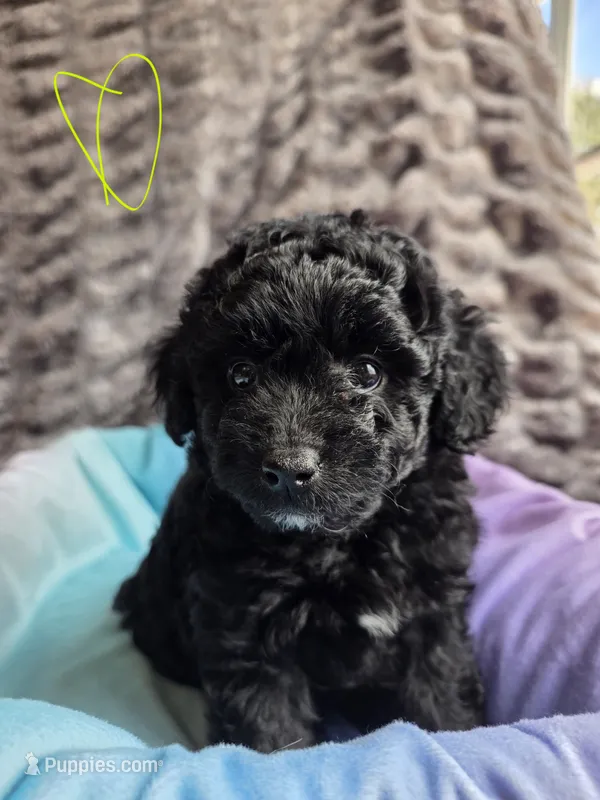 Sunny - toy pomapoo F1b poodle mix – Pomapoo, Poodle - Toy  puppy for sale in Cedar Park, TX