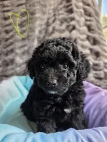 Sunny F1b, a female Pomapoo and Poodle - Toy  for sale in Cedar Park, TX – 4 of 4