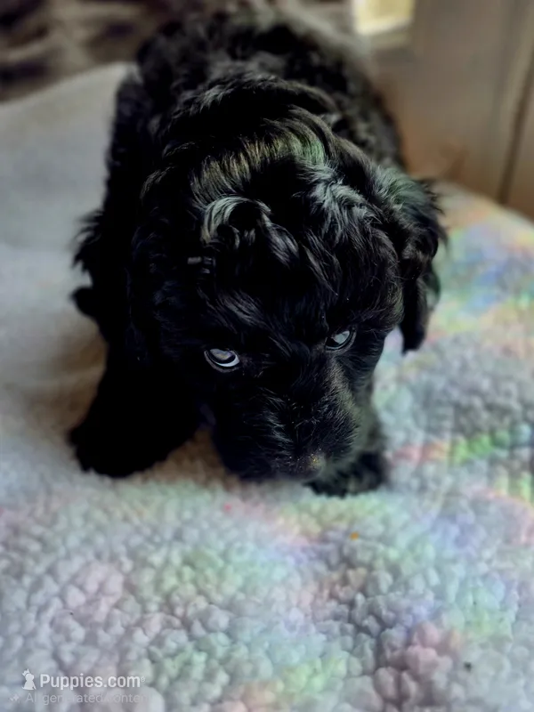 Bluey F1b – Pomapoo, Poodle - Toy  puppy for sale in Cedar Park, TX
