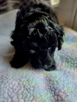 Bluey F1b, a male Pomapoo and Poodle - Toy  for sale in Cedar Park, TX – 1 of 4