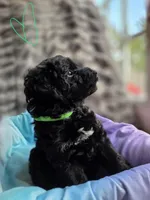 League F1b, a male Pomapoo and Poodle - Toy  for sale in Cedar Park, TX – 3 of 4