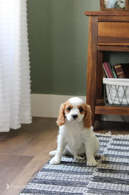 Emma – Cavapoo, Cavalier King Charles Spaniel puppy for sale in Lake Butler, FL