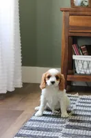 Emma, a female Cavapoo and Cavalier King Charles Spaniel for sale in Lake Butler, FL – Photo 1 of 3