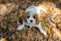Emma, a female Cavapoo and Cavalier King Charles Spaniel for sale in Lake Butler, FL – Photo 3 of 3