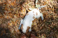 Emma, a female Cavapoo and Cavalier King Charles Spaniel for sale in Lake Butler, FL – Photo 2 of 3