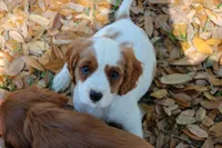 Enzo, a male Cavapoo and Cavalier King Charles Spaniel for sale in Lake Butler, FL – Photo 3 of 3