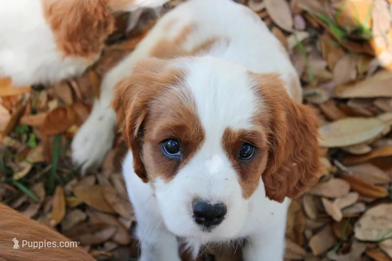 Enzo – Cavapoo, Cavalier King Charles Spaniel puppy for sale in Lake Butler, FL