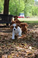 Enzo, a male Cavapoo and Cavalier King Charles Spaniel for sale in Lake Butler, FL – Photo 2 of 3