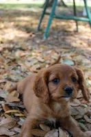 Echo , a male Cavapoo and Cavalier King Charles Spaniel for sale in Lake Butler, FL – Photo 2 of 3