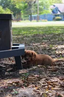 Echo , a male Cavapoo and Cavalier King Charles Spaniel for sale in Lake Butler, FL – Photo 3 of 3