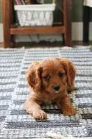 Echo , a male Cavapoo and Cavalier King Charles Spaniel for sale in Lake Butler, FL – Photo 1 of 3