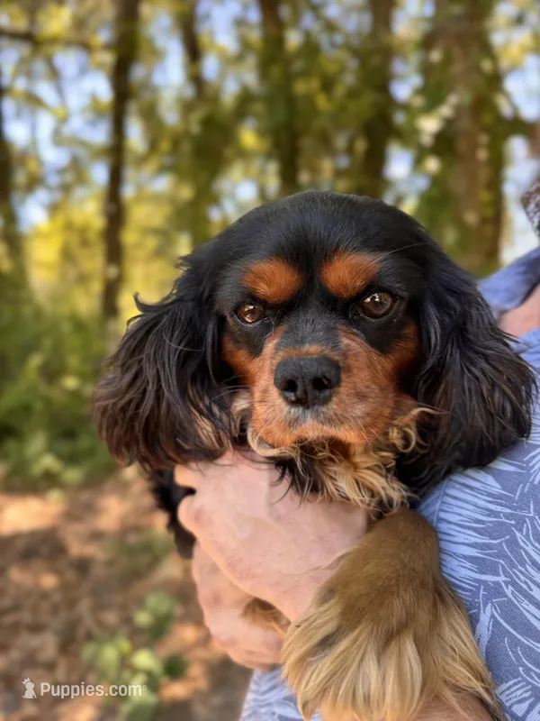 Mylo – Cavalier King Charles Spaniel puppy for sale in Lake Butler, FL