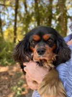 Mylo, a male Cavalier King Charles Spaniel for sale in Lake Butler, FL – Photo 1 of 3