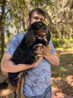 Mylo, a male Cavalier King Charles Spaniel for sale in Lake Butler, FL – Photo 3 of 3