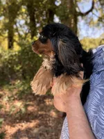 Mylo, a male Cavalier King Charles Spaniel for sale in Lake Butler, FL – Photo 2 of 3