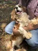 Caitee, a female Cavalier King Charles Spaniel for sale in Lake Butler, FL – Photo 2 of 3