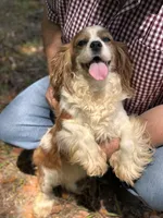 Caitee, a female Cavalier King Charles Spaniel for sale in Lake Butler, FL – Photo 1 of 3