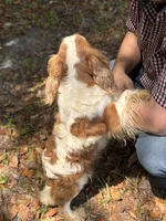 Caitee, a female Cavalier King Charles Spaniel for sale in Lake Butler, FL – Photo 3 of 3