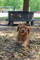 Edna, a female Cavapoo and Cavalier King Charles Spaniel for sale in Lake Butler, FL – Photo 3 of 3
