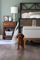 Edna, a female Cavapoo and Cavalier King Charles Spaniel for sale in Lake Butler, FL – Photo 1 of 3