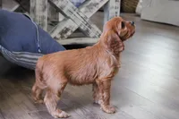 Edna, a female Cavapoo and Cavalier King Charles Spaniel for sale in Lake Butler, FL – Photo 2 of 3