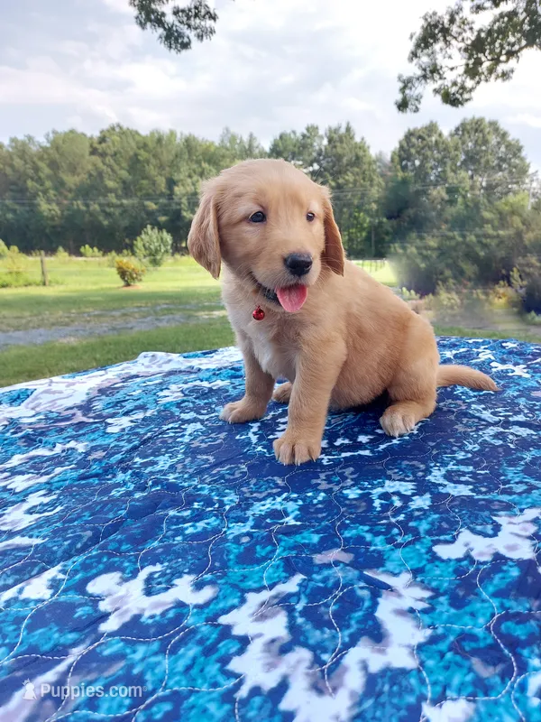 Rosie – Golden Retriever puppy for sale in Monroe, NC