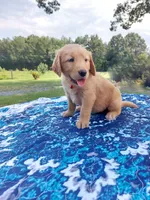 Rosie, a female Golden Retriever for sale in Monroe, NC – 1 of 1
