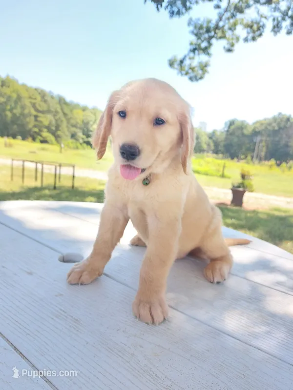 Darling – Golden Retriever puppy for sale in Monroe, NC