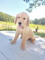 Darling, a female Golden Retriever for sale in Monroe, NC – 1 of 1