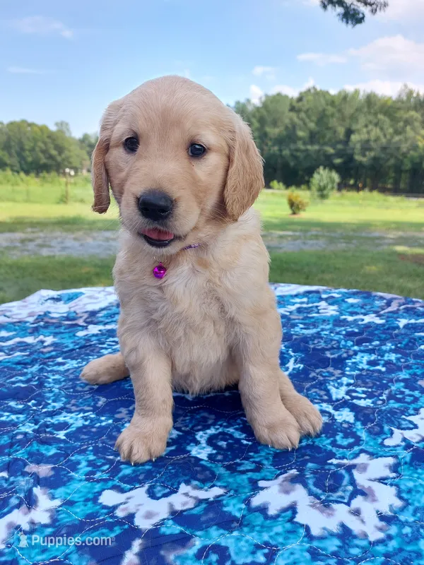 Daisy – Golden Retriever puppy for sale in Monroe, NC