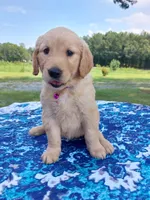 Daisy, a female Golden Retriever for sale in Monroe, NC – 1 of 1