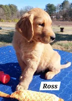 Ross, a male Golden Retriever for sale in Monroe, NC – Photo 1 of 2