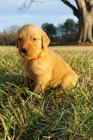 Ross, a male Golden Retriever for sale in Monroe, NC – Photo 2 of 2