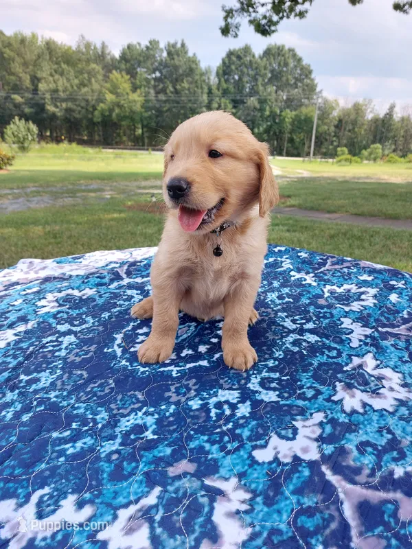 Buddy – Golden Retriever puppy for sale in Monroe, NC